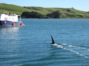 Orca Home Bay, Mercury Is. Sizzles past Wild Bird in shallow water